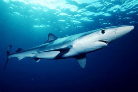 Gran Canaria Info Guide To The Spectacular Sharks Of Gran Canaria