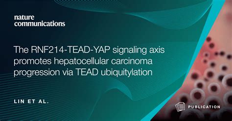 The RNF214 TEAD YAP Signaling Axis Promotes Hepatocellular Carcinoma