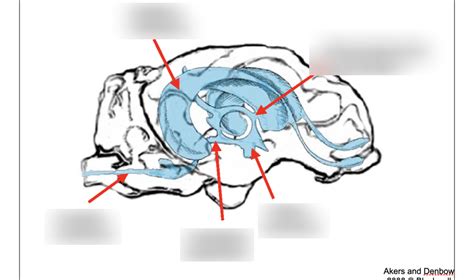 Ventricles Diagram Diagram Quizlet