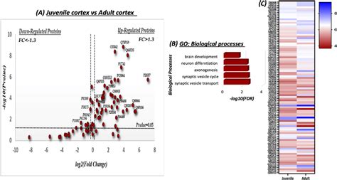 Quantitative Analysis Of The Shared Sno Proteins In The Juvenile J