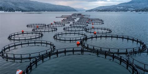 The Overshadowed Environmental Benefits of Aquaculture | Lab Manager