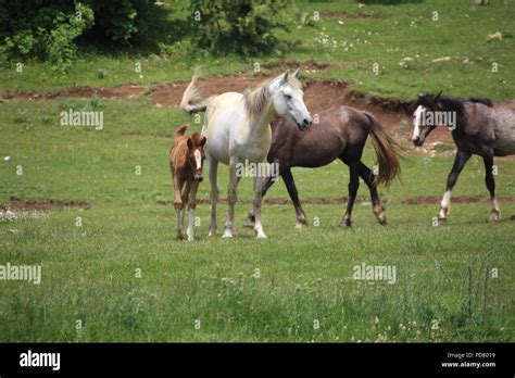 Running Horse Herd Stock Photo - Alamy