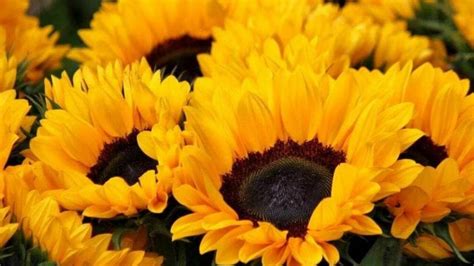 Why are yellow flowers given on September 21?, what does it mean and where does it originate ...