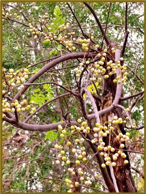 Chinaberry Trees In Corpus Christi Texas And The Chinaberry Fights