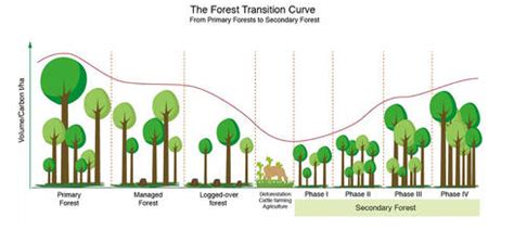 Basic knowledge | SFM Toolbox | Food and Agriculture Organization of ...