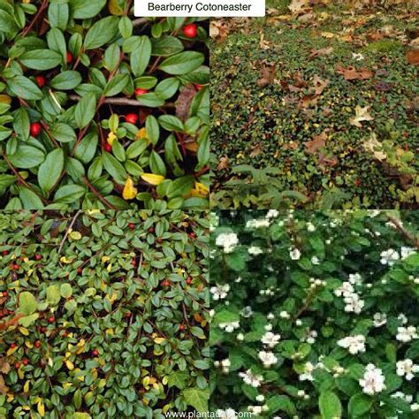 Plant A Day John Connors On Instagram Bearberry Cotoneaster