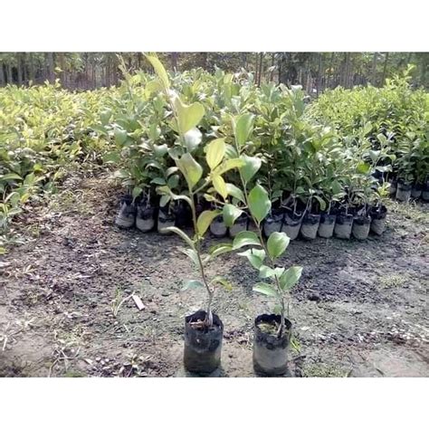 Well Watered Green Apple Ber Plant For Fruits At Rs 25 Piece In Nagaon