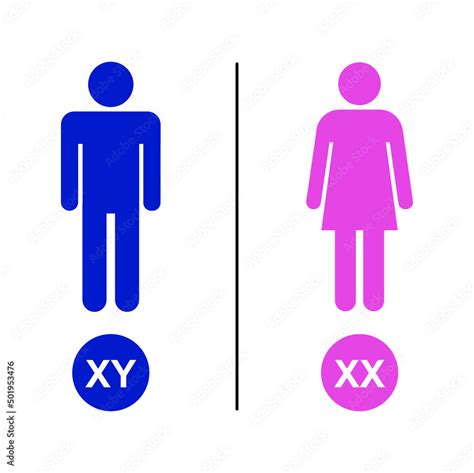 Colorful Illustration Of Human Sex Determination Xy Sex Determination System X And Y