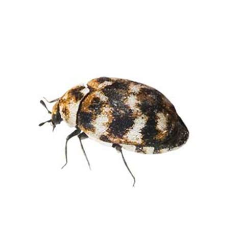 Carpet Beetle Identification, Habitat & Behavior | Garrie Pest Control