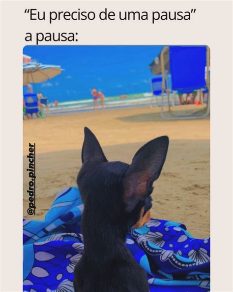 Pedro Pinscher Mimado E Apocalíptico 😅😅 Instagram