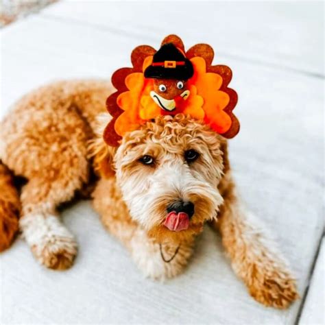 Best Dog Thanksgiving Costumes for Turkey Day.