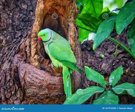 Indian Parrot Sitting On Tree Stock Photo Image Of Sitting Branch