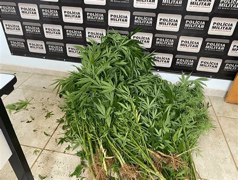 PM encontra plantação de maconha em Nova Resende Muzambinho