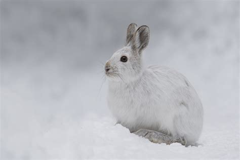 Lièvre dAmérique Snowshoe Hare Forêt Montmorency Québe Flickr