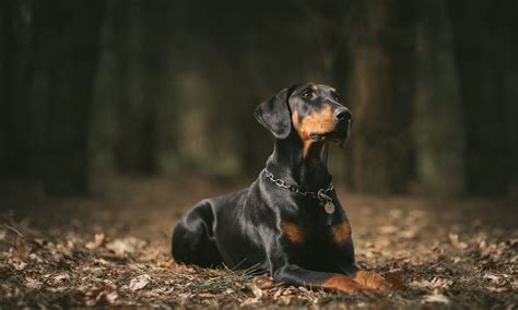 Top 9 Working Dog Breeds