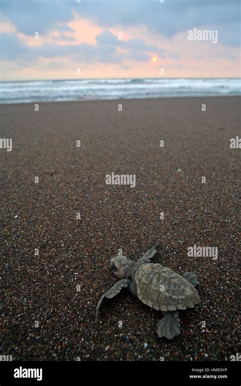 Crías De Tortuga Golfina Lepidochelys Olivacea Apoyado En Forma De Océano Al Atardecer