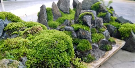 Moss Penjing For Your Penjing Bonsaidiy Garden Ideas Australia Moss