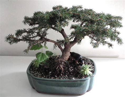 Scented Leaf Birds Nest Spruce Bonsai