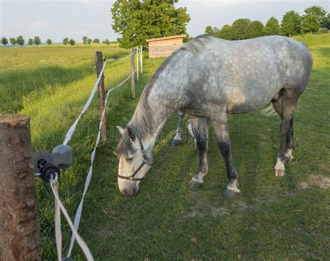 Kladruber Horse White Stock Photos - Free & Royalty-Free Stock Photos from Dreamstime