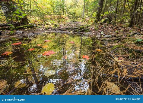 Autumn Trees Are Reflected In A Small Forest Puddle Stock Image Image