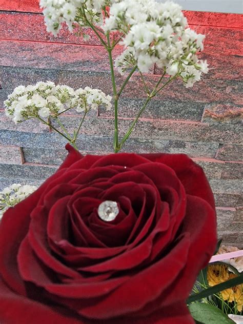 Single Stem Red Rose Elite Flowers