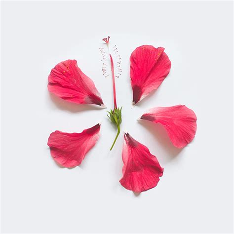 Hibiscus Flower Petals - Wholesale - Semsey Skincare Solution