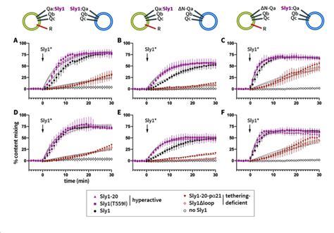 Helix α21 promotes Sly1 discrimination between cis and trans SNARE