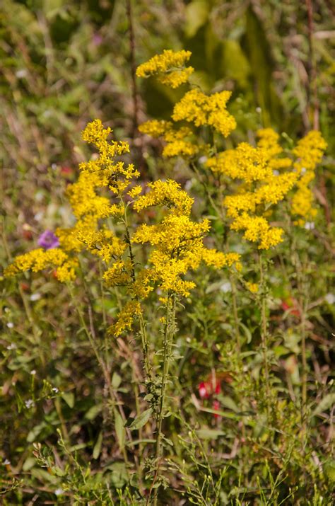 Solidago Nemoralis Gray Goldenrod Picture Creek Diabase B Flickr