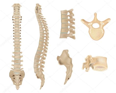 Anatom A De La Columna Vertebral Y V Rtebras Huesos Vertebrales