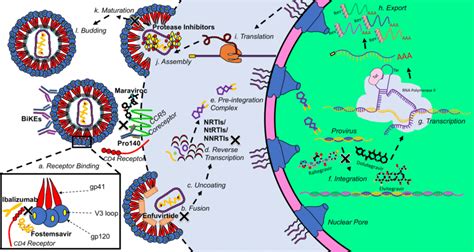 Hiv Life Cycle Within Cd4 Ccr5 Cell And Antiretroviral Drugs Site