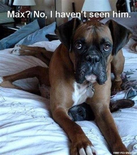 Funny Boxer Dogs Meme Puppies Funny Dog Pictures Dogs Cute Animals