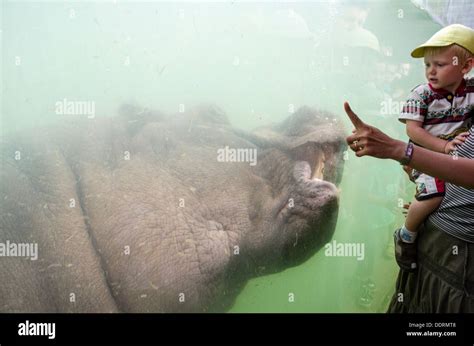 Hippo underwater Stock Photo - Alamy