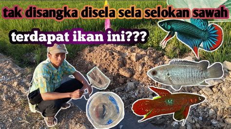 IKAN CUPANG LIAR DI PINGGIRAN SAWAH YouTube