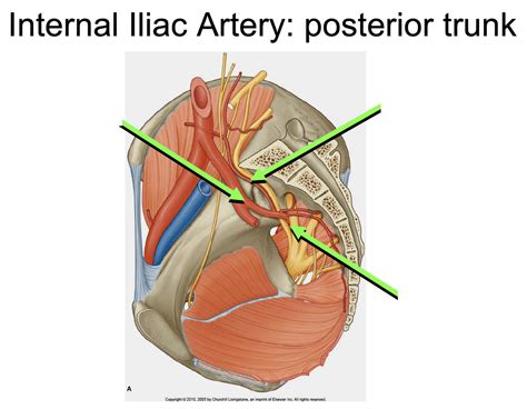 Internal Iliac Artery Posterior Trunk Diagram Quizlet