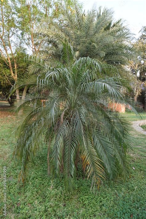 Dwarf Date Palm Pygmy Date Palm Miniature Date Palm Or Robellini Palm