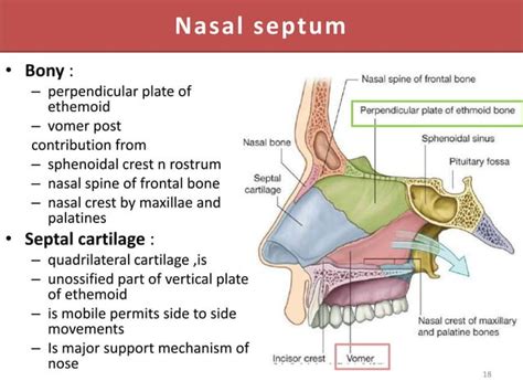 Surgical Anatomy Of Nose