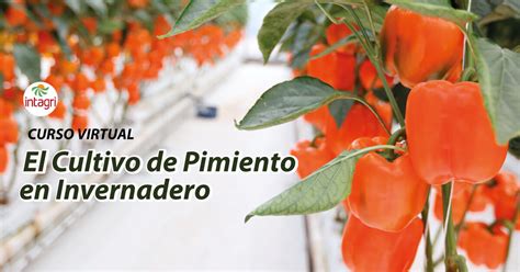 Curso Virtual El Cultivo De Pimiento En Invernadero Inicio Intagri