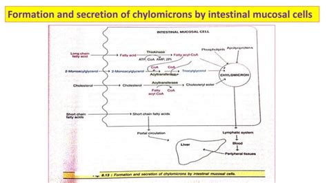 Digestion And Absorption Of Lipids Ppt