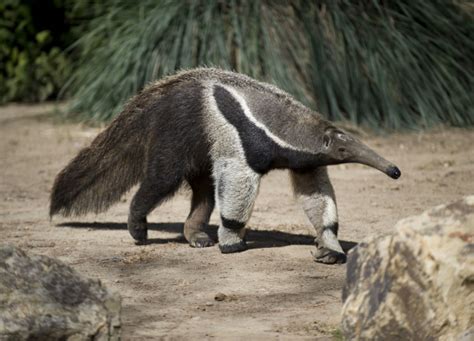 Peter The Uci Anteater Is A Dad Again Orange County Register