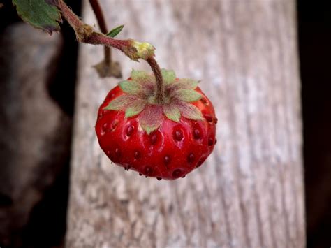 Free Images Branch Blossom Board Wood Fruit Berry Sweet Leaf