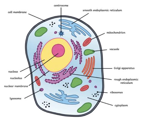 Chapter 2 Basic Components Of Living Systems Flashcards Quizlet