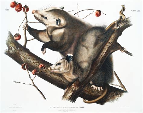 Possums Vintage Art Illustration Free Stock Photo Public Domain Pictures