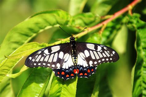 Butterfly Species In Western Australia Insectic