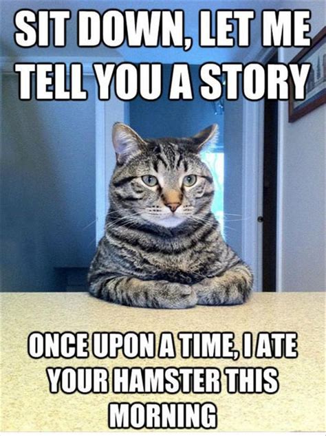 Funny Quotes About Cats Quotesgram