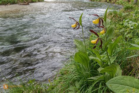 Frauenschuh Bild Bestellen Naturbilder Bei Wildlife Media