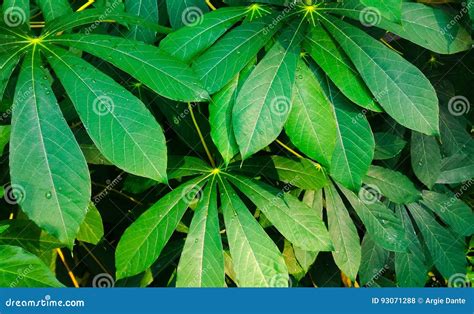 Green Cassava Leaves Stock Photo Image Of Leaves Cassava