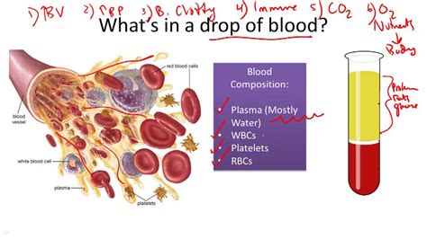 Circulatory System Structure And Function Example 4 Video