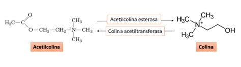 La Colina Como Biomarcador FOM