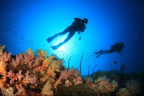 Parque Marino de Cabo Pulmo Excursión de Buceo GetYourGuide