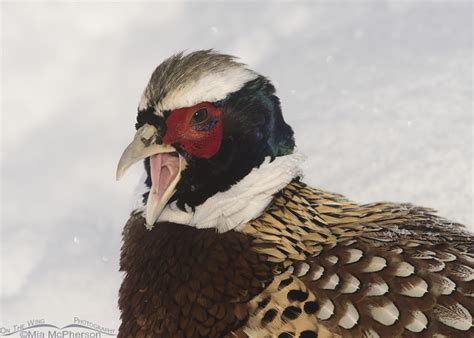 Male Ring Necked Pheasant Portraits On The Wing Photography